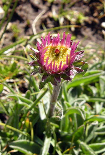 erigeron.......?